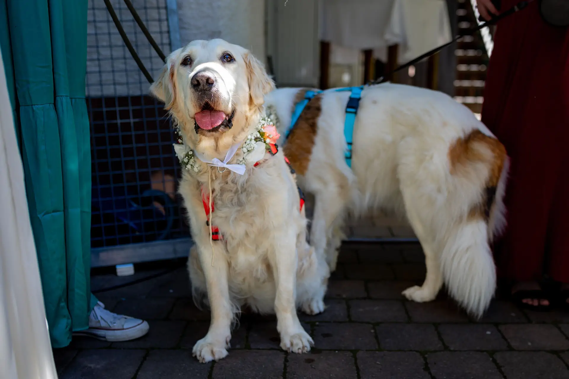 Weißer Golden Retriever festlich mit Blumenschmuck und Schleife, begleitet von zwei weiteren Familienhunden