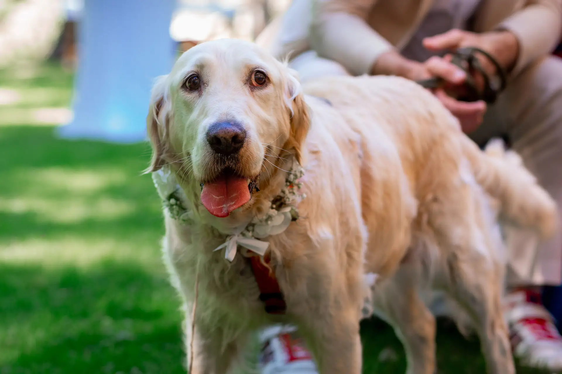 Goldener Labrador mit Blumenkranz und rotem Halstuch – der Hochzeitshund wartet auf seinen Einsatz