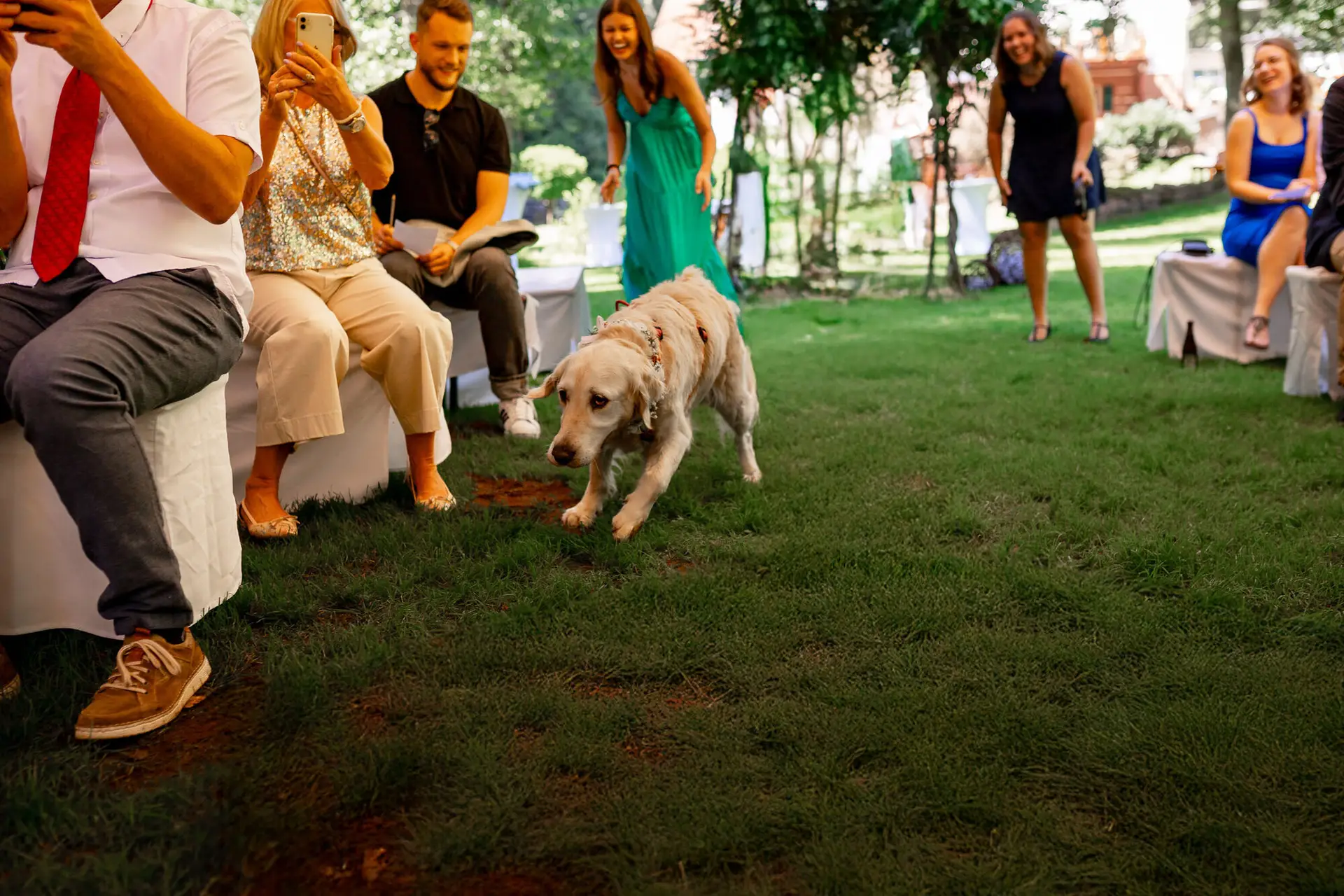 Gäste sitzen auf Wiese beim Sektempfang, Labrador-Welpe läuft fröhlich quer durch den Bildrahmen