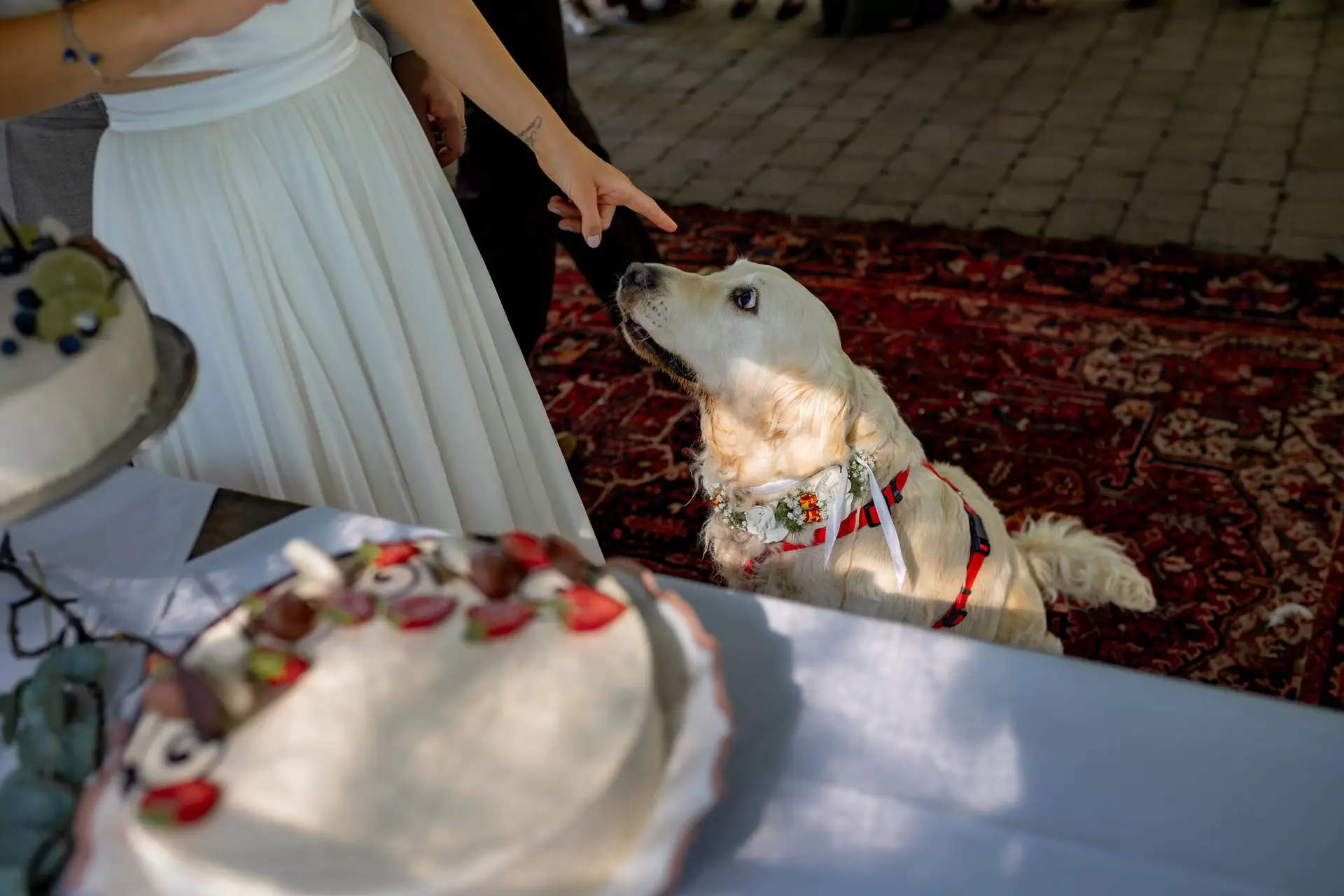 Braut gibt dem weißen Golden Retriever ein Stück Hochzeitstorte – der Hund freut sich sichtlich