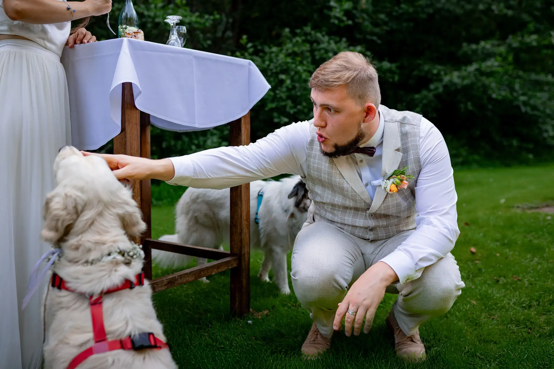 Bräutigam bückt sich liebevoll zum weißen Retriever hinunter – Hundeliebe auf Augenhöhe