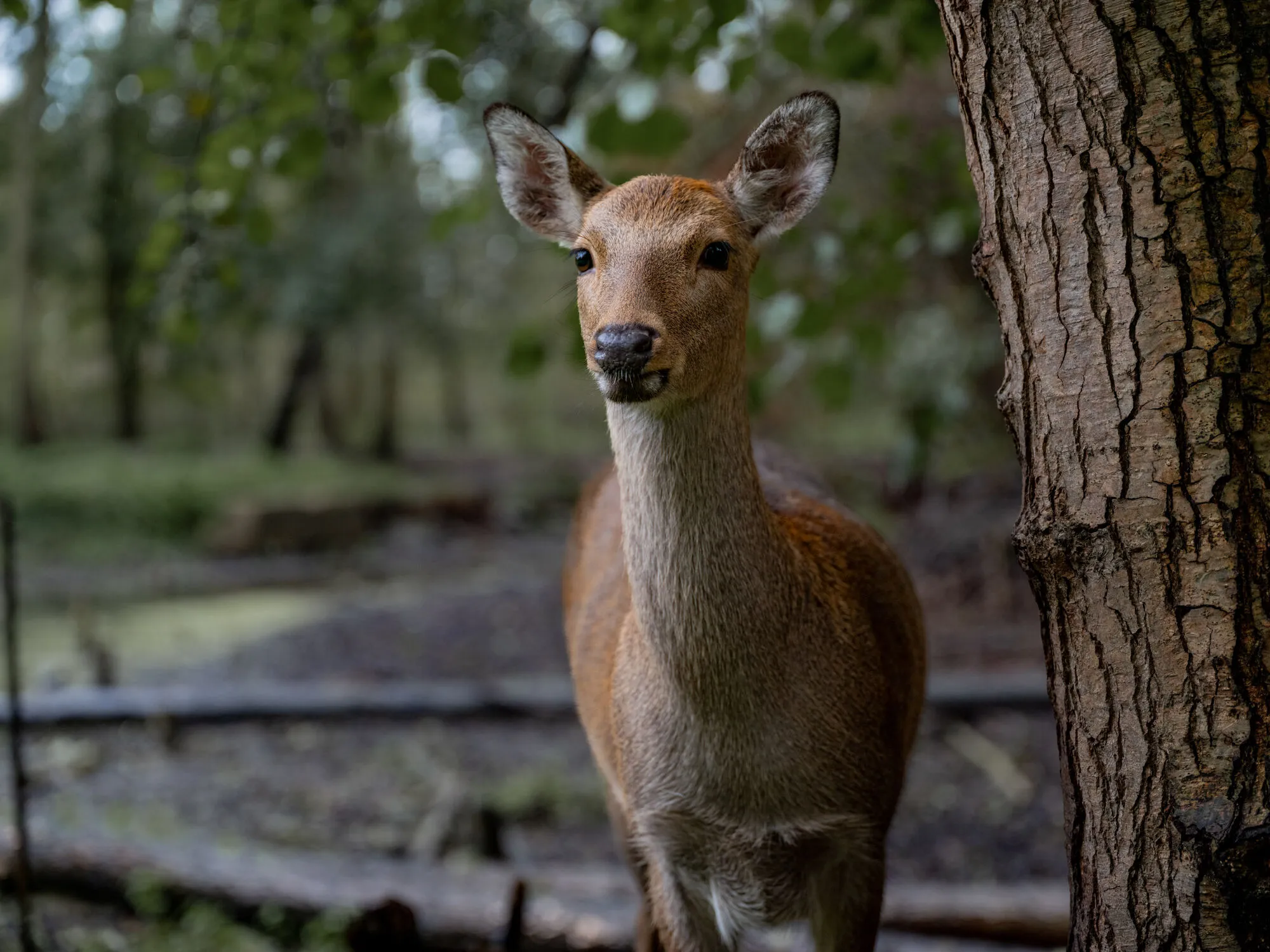 Fujifilm-GFX100 II-vollformat-vs-mittelformat-DSCF6457