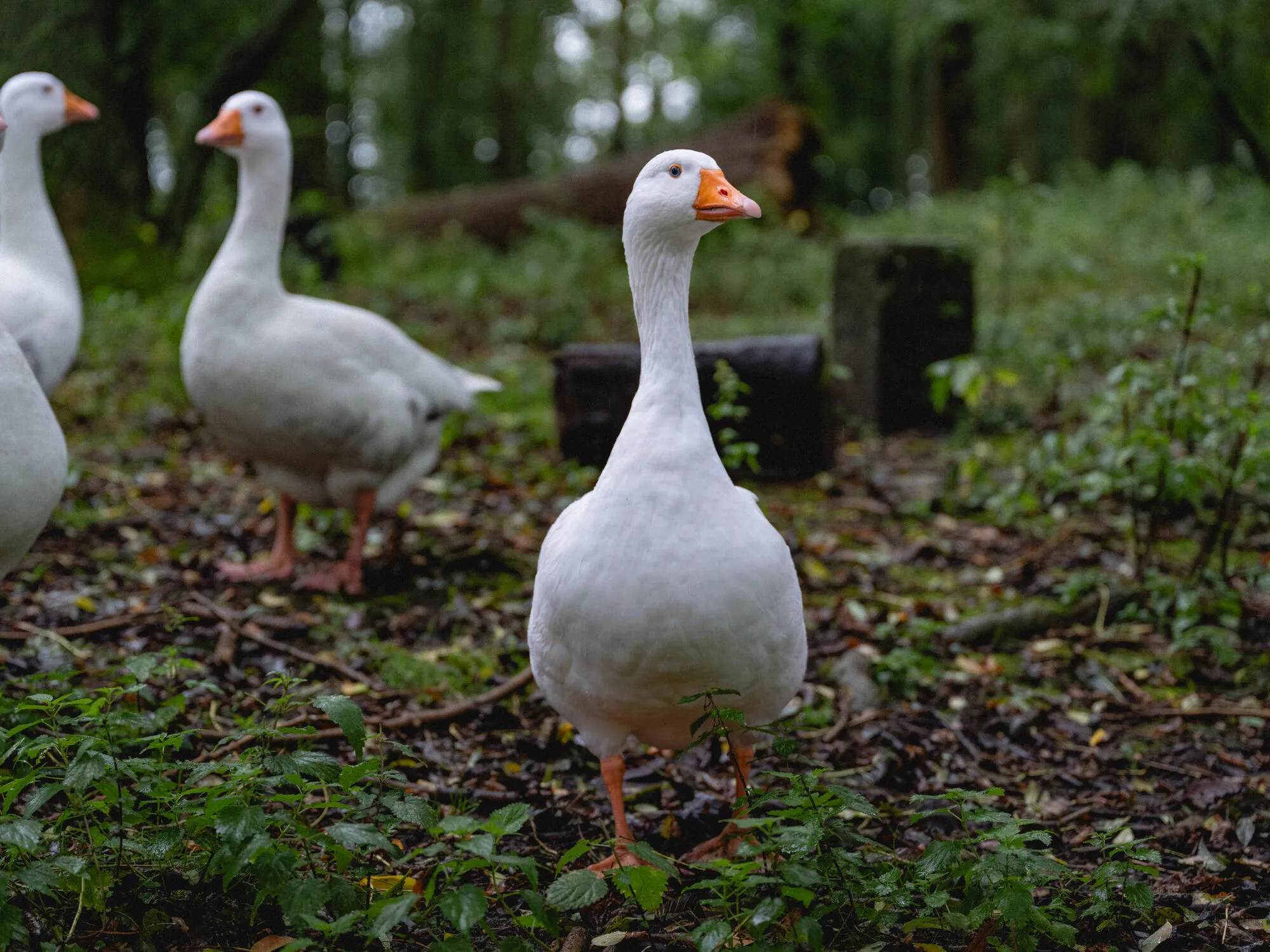 Fujifilm-GFX100 II-vollformat-vs-mittelformat-DSCF6519