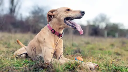 Wie fotografiere ich? - Hunde