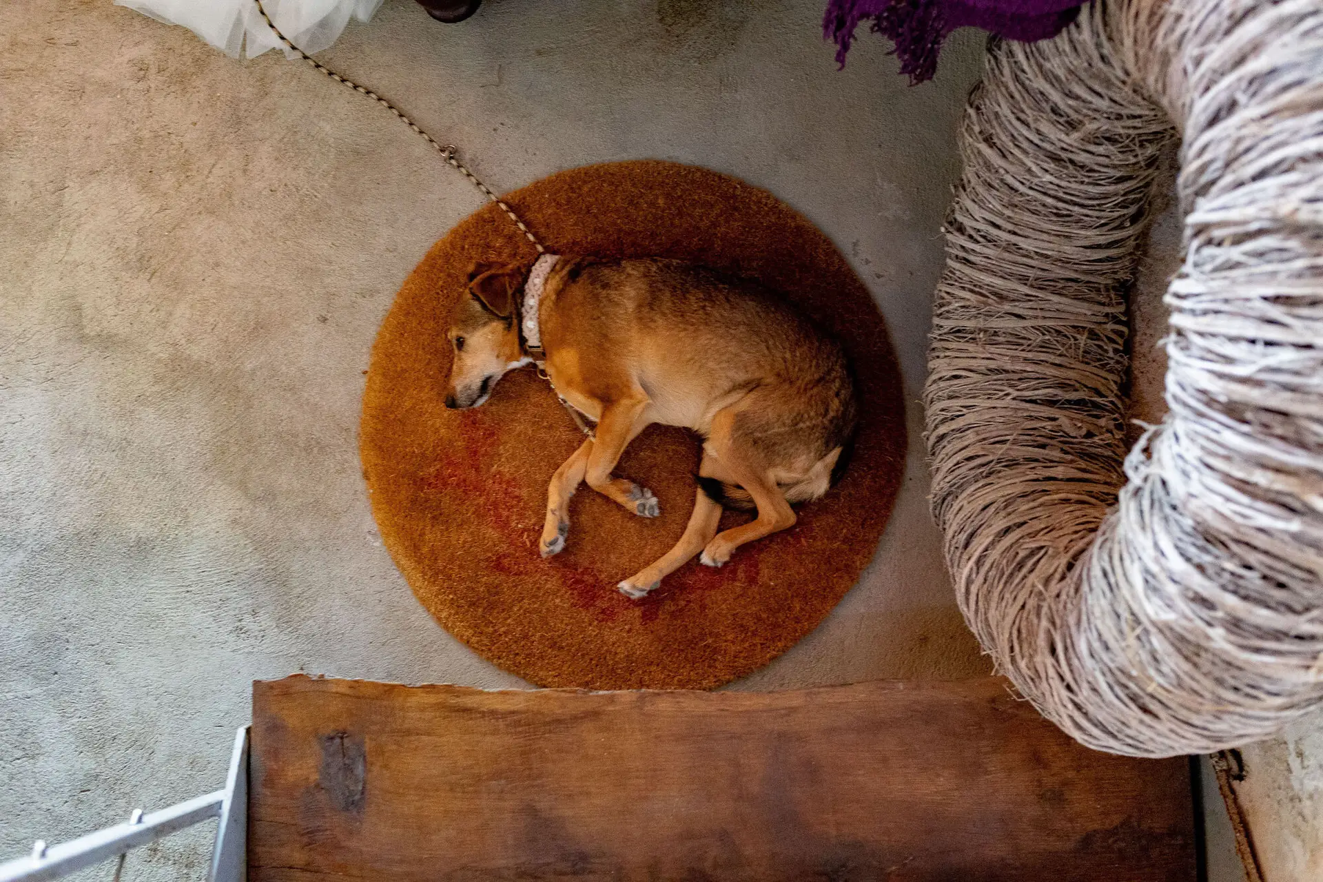 Der Hund liegt zufrieden auf dem Boden bei der Hochzeitsfeier und lässt den Abend ruhig ausklingen