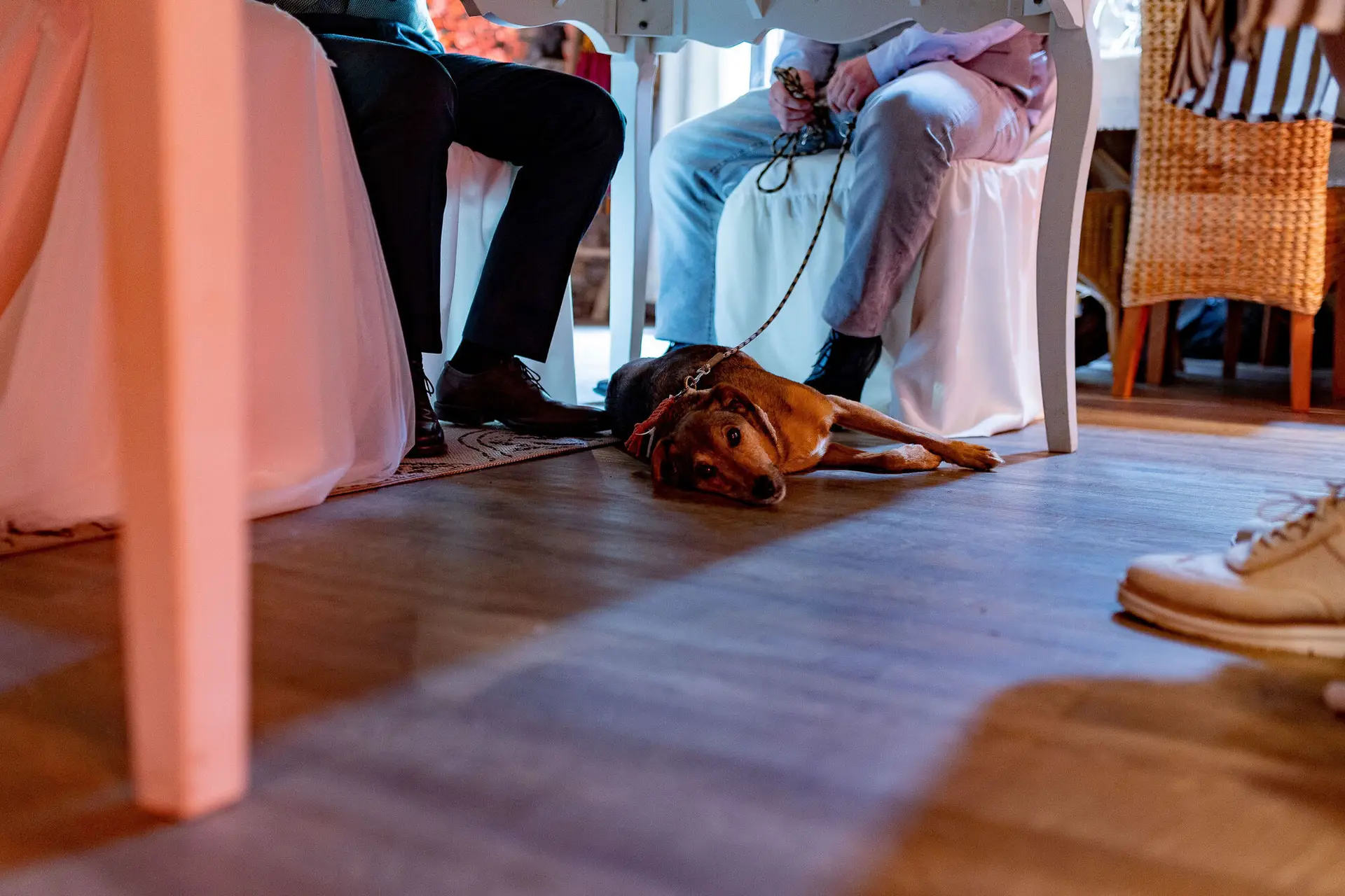 Der Familienhund liegt entspannt unter dem Hochzeitstisch und genießt die Feier auf seine eigene Art